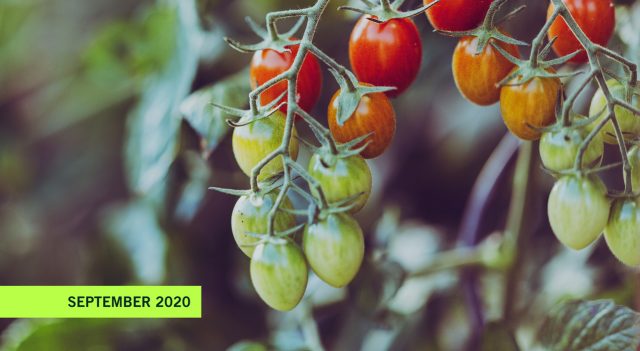 FreshandFriends_Fresh_Surprise_alte_Tomatensorten