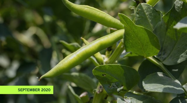 FreshandFriends_Fresh_Surprise_bohnen_sortiment