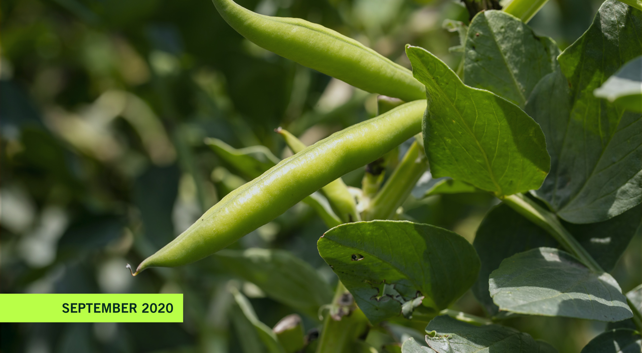 FreshandFriends_Fresh_Surprise_bohnen_sortiment