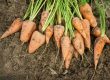 Karotten auf Erde liegend